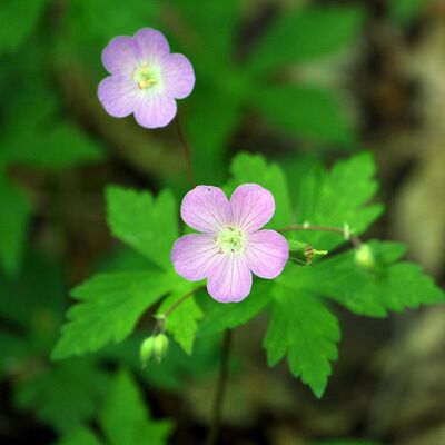 Egyptian Geranium Essential Oil