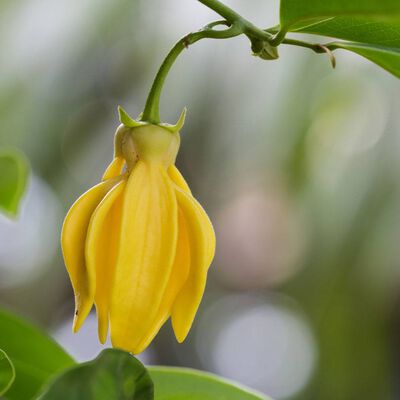 Ylang Ylang III Essential Oil