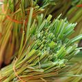 Lemongrass Essential Oil - Trial Size