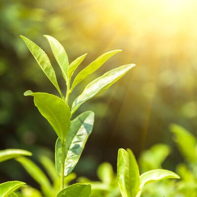 Green Tea and Cucumber Fragrance Oil