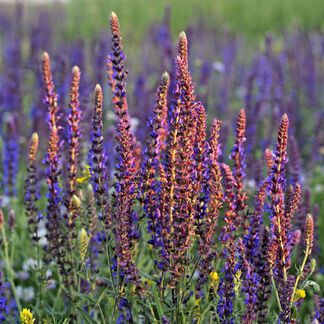 Clary Sage Essential Oil