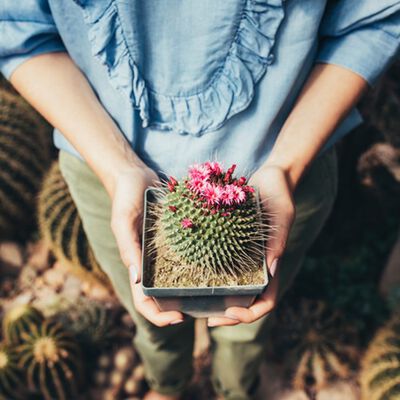 Cactus Flower Fragrance Oil