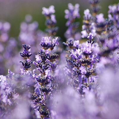 Hungarian Lavender Essential Oil