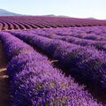 Lavender 40/42 Essential Oil - Trial Size