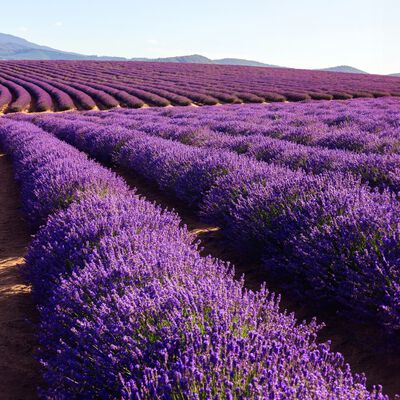 Lavender 40/42 Essential Oil