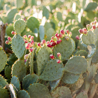 Agave Bloom Fragrance Oil