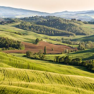 Tuscan Juniper and Myrtle Fragrance Oil