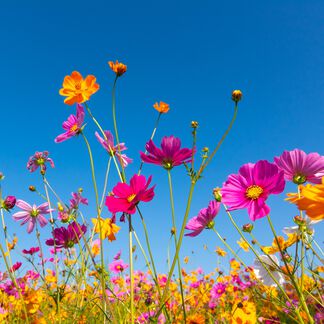 Wildflower Breeze Fragrance Oil