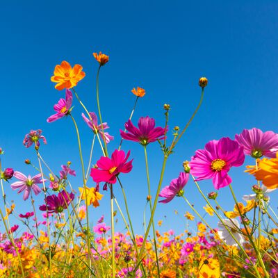 Wildflower Breeze Fragrance Oil