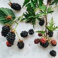 Blackberry Sage Fragrance Oil - Trial Size