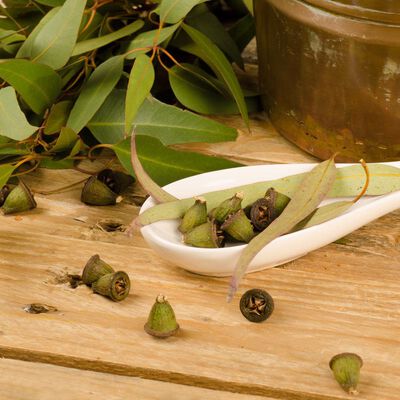 Rejuvenating Eucalyptus Fragrance Oil