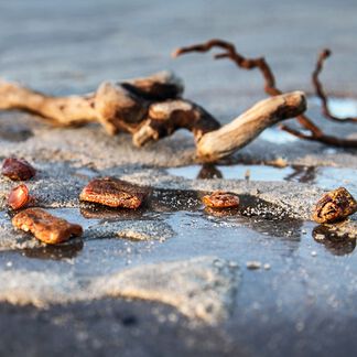 Driftwood and Amber Fragrance Oil