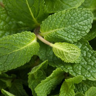 Spearmint Essential Oil