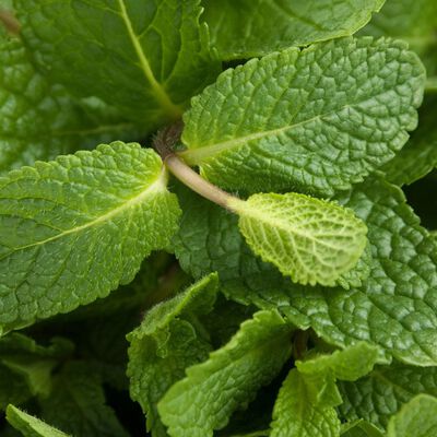Spearmint Essential Oil