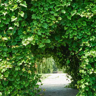 Willow and Ivy Fragrance Oil