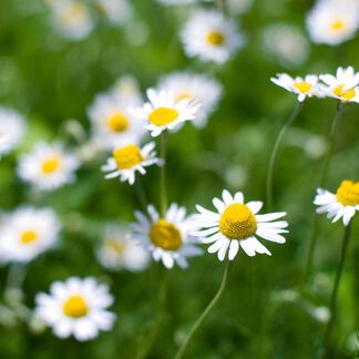 Chamomile, Roman Essential Oil