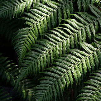 Fern and Acai Fragrance Oil