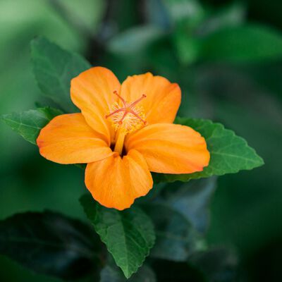 Hibiscus and Honey Fragrance Oil