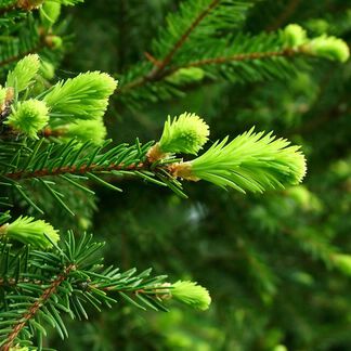 Fir Needle Essential Oil