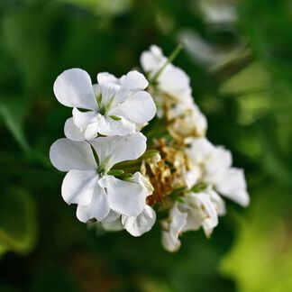 Natural Geranium and Sandalwood Fragrance Oil