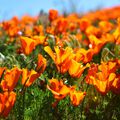 Sunshine Poppies Fragrance Oil - Trial Size