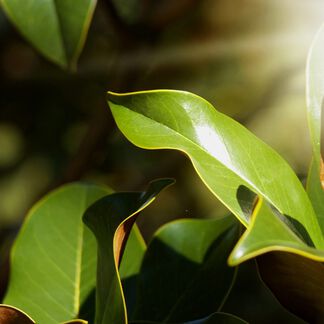 Clove Leaf Essential Oil