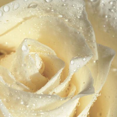 DISCONTINUED - White Rose Fragrance Oil