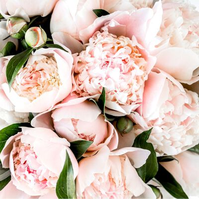 Pink Peony Fragrance Oil