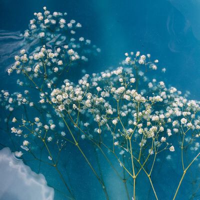 Baby's Breath Fragrance Oil