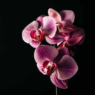 Bewitched Orchid Fragrance Oil