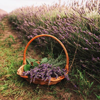 Peaceful Lavender Fragrance Oil