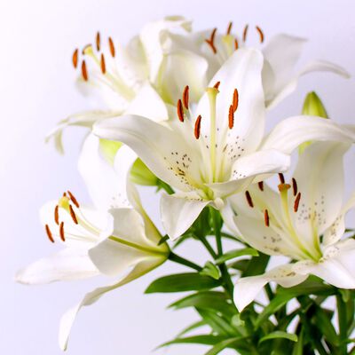 White Lily and Aloe Fragrance Oil