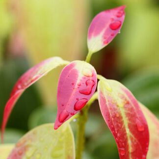 Cinnamon Leaf Essential Oil