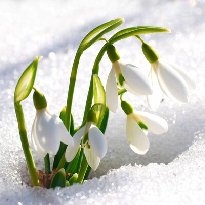 Sparkling Snowdrop Fragrance Oil