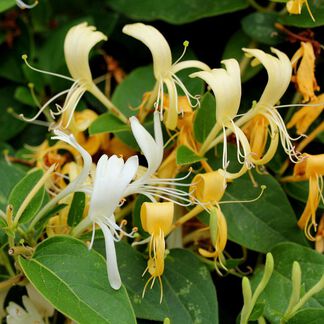 Honeysuckle Fragrance Oil