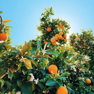 Ray of Sunshine Fragrance Oil