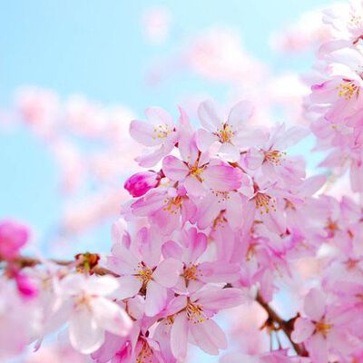 Cherry Blossom Fragrance Oil