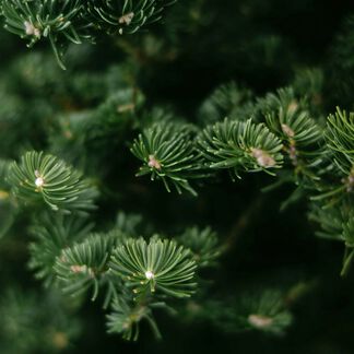 Black Spruce and Anise Fragrance Oil