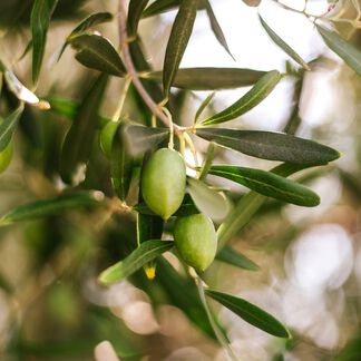 Olive Wood and Cypress Fragrance Oil