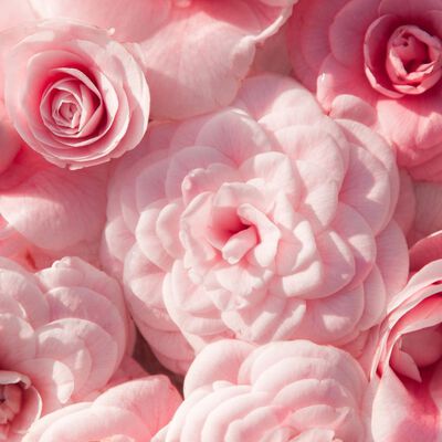 Camellia Sugar Fragrance Oil