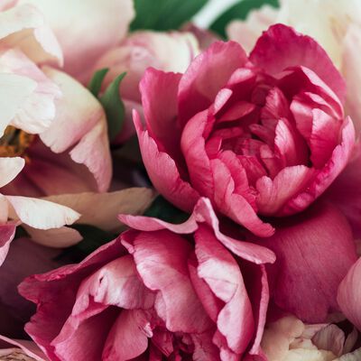 Peony and Amberwood Fragrance Oil