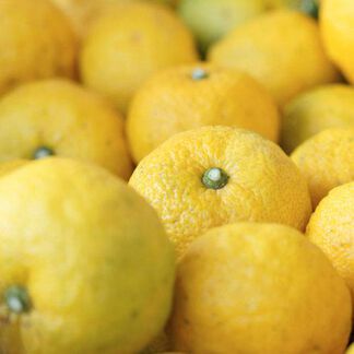 Yuzu Fragrance Oil