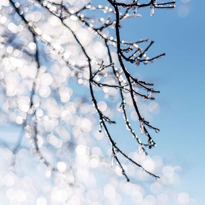 DISCONTINUED - Alpine Frost Fragrance Oil