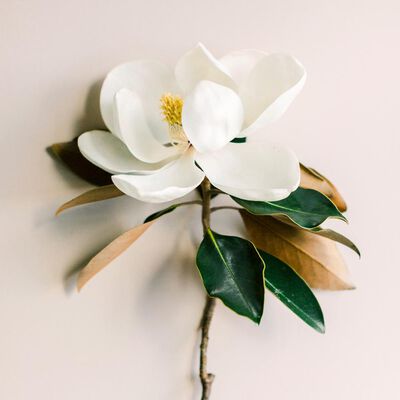 Magnolia Leaf and Tonka Fragrance Oil