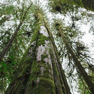 Natural Cedar and Oakmoss Fragrance Oil