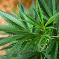 Cannabis Cashmere Fragrance Oil - Trial Size