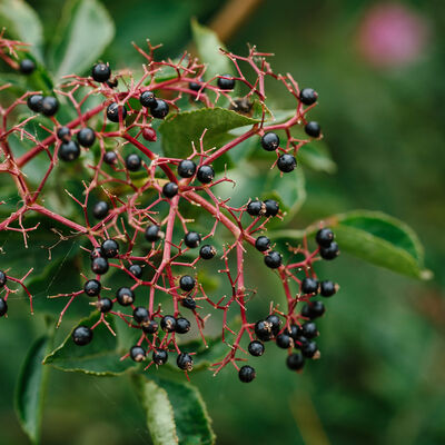 Elderberry and Evergreen Fragrance Oil