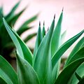 Emerald Agave Fragrance Oil - 4 oz