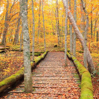 Rustic Woods and Rum Fragrance Oil