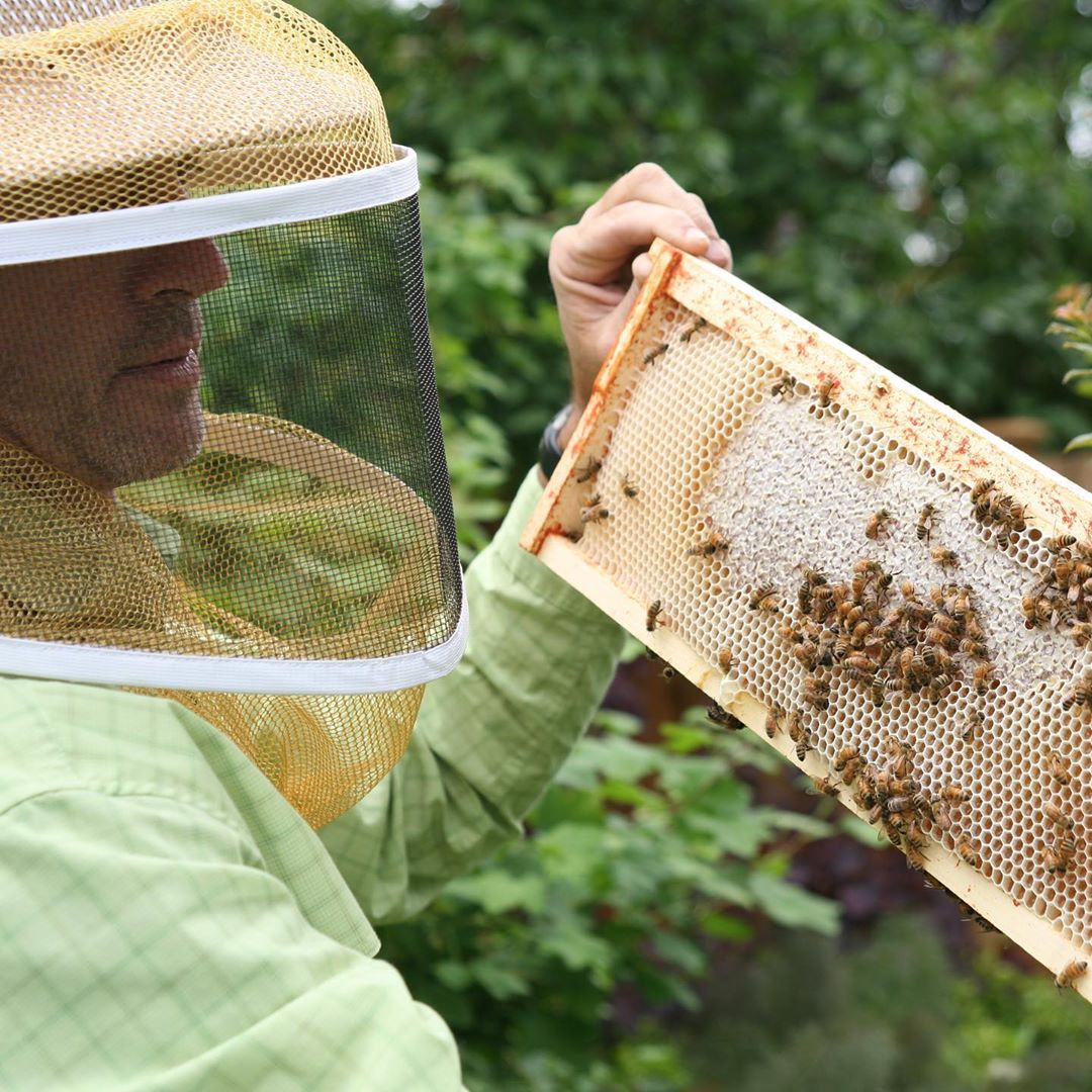 beekeeping for big dipper wax works